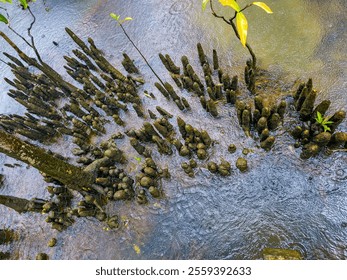 Cannon ball mangrove tree trunks and young plant - Powered by Shutterstock