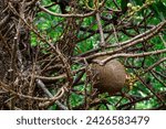 The Cannon Ball Tree has thick long stalks of large flowers 12 cm across and large rounded fruits that look like cannon balls growing along its trunk instead of branches. It is an ornamental tree. 