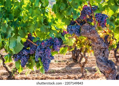 Cannonau grapes. Majestic old vine stock, with bunches of ripe grapes hanging from the branches between the leaves. Traditional agriculture. Sardinia. - Powered by Shutterstock