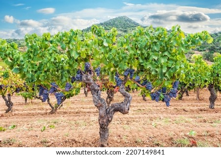 Cannonau grapes. Majestic old vine stock, with bunches of ripe grapes hanging from the branches between the leaves. Traditional agriculture. Sardinia.