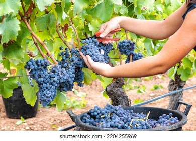 Cannonau grapes. Young woman manually harvesting the bunches of grapes with scissors. Traditional agriculture. Sardinia. - Shutterstock ID 2204255969