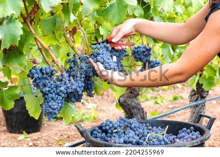 Cannonau grapes. Young woman manually harvesting the bunches of grapes with scissors. Traditional agriculture. Sardinia.