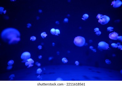 Cannonball jelly in the blue glowing aquarium