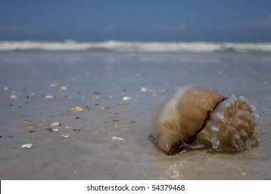 Cannonball Jellyfish