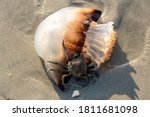 Cannonball jellyfish being fed on by a Spider Crab on the beach