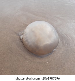 The cannonball jellyfish ( latin name Stomolophus meleagris), also known as the cabbagehead jellyfish, is a species of jellyfish in the family Stomolophidae on beach in Three cliffs Bay, Gower, Wales