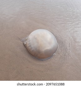 The cannonball jellyfish ( latin name Stomolophus meleagris), also known as the cabbagehead jellyfish, is a species of jellyfish in the family Stomolophidae on beach in Three cliffs Bay, Gower, Wales