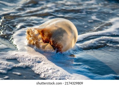 cannonball jellyfish