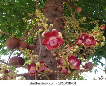 Cannonball tree big red flowers.