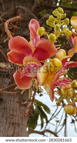 Cannonball Tree, Sala,​ Flower​ Blooming