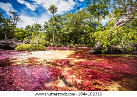 Cano Cristales, five colors river, rainbow river, Macarena, Colombia. Is known the most beatufil river in the world.