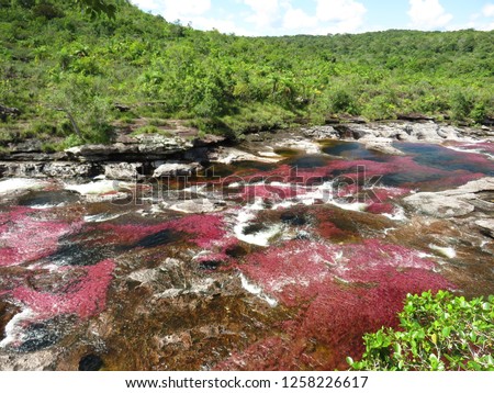 Cano cristales national park in colombia. The river of five colors with unique vegetation.