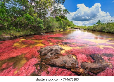 Cano Cristales (River Of Five Colors), La Macarena, Meta, Colombia