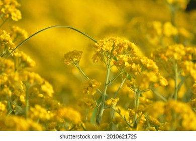 Canola Was Brought To Russia From Canada. This Plant Is Used To Make Oil.