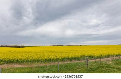 A canola crop, also called rapeseed, with the yellow flowers open and forming a yellow blanket under an overcast and threatening sky near the town of Minlaton on the Yorke Peninsula in South Australia - Powered by Shutterstock