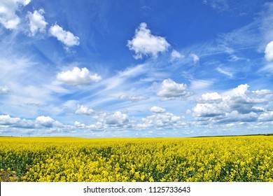 Canola Farm In Southern Alberta Canada