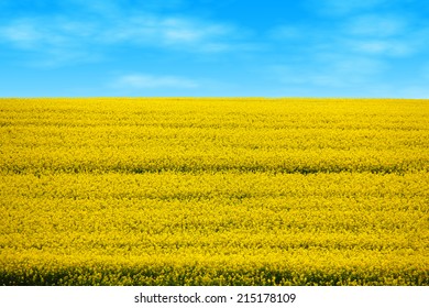 Canola Field