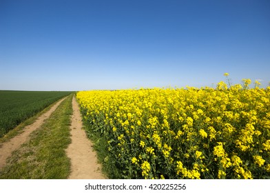 Canola Field