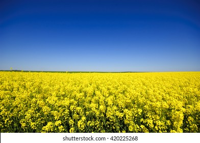 Canola Field