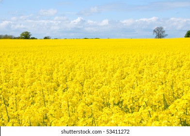 74,761 Canola field Images, Stock Photos & Vectors | Shutterstock