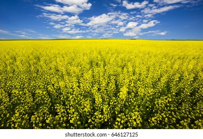 Canola Field