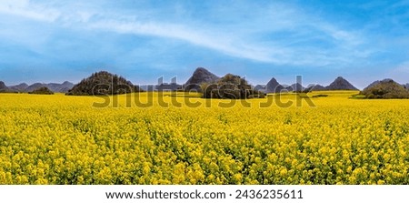 the canola field or mustard field or rape seed plant was took in Mar 24, Luoping , China