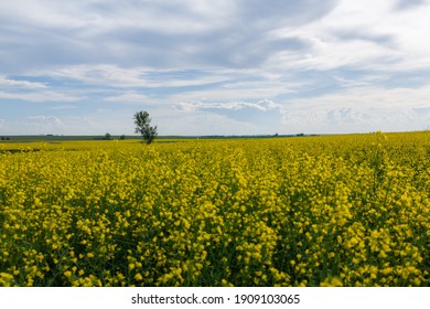 Canola Field In North Dakota