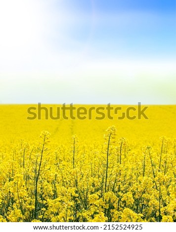 Canola field on blue sky and sun spring background. Oilseed rape agricultural field. Field of yellow flowers. Rapeseed field in spring
