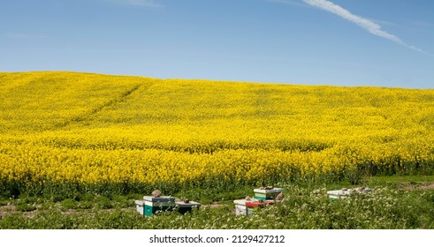 Canola field -  yellow blooming rapeseed meadow with colorful beehives and flying insects  - idyllic summer landscape.