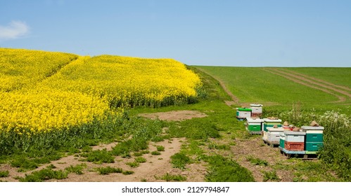 Canola field -  yellow blooming rapeseed meadow with colorful beehives and flying insects  - idyllic summer landscape.