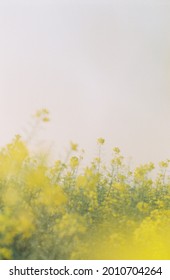 Canola Field. Yellow Flowers. 35mm Film.