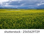 Canola Fields in bloom Swellendam