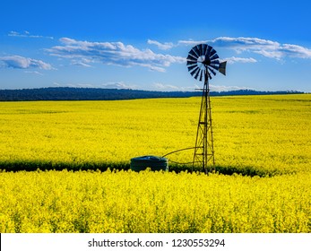 Canola Fields In The Country Side Of York Western Australia