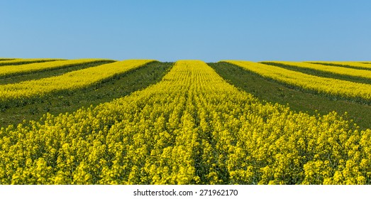 75,882 Canola Fields Images, Stock Photos & Vectors | Shutterstock