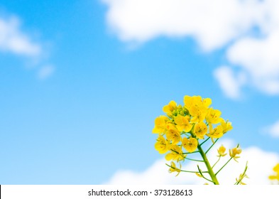 canola flower images stock photos vectors shutterstock