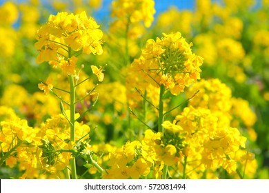 Canola Flower
