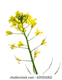 Canola Flower Isolated