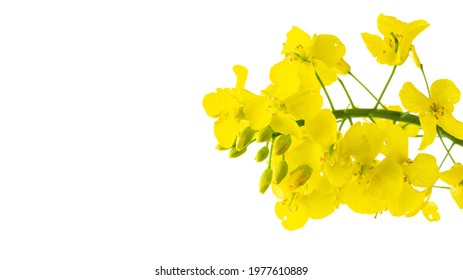 Canola Flower Isolated. Yellow Rape Flowers For Healthy Food Oil On Field. Rapeseed Plant, Canola Rapeseed For Green Energy. Brassica Napus Flowers