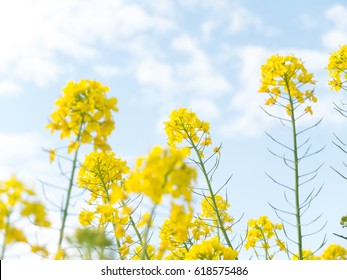 Canola Flower And Sky