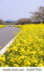 Canola Flowers Noksanro Jeju South Korea Stock Photo 2164077933 ...