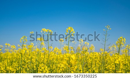 Canola flowers under clear blue sky, blooming golden canola flowers
