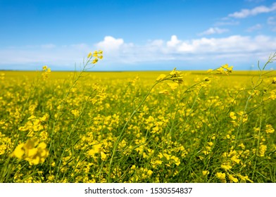 Canola Oil Field In Alberta Canada.