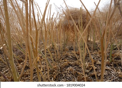 Canola Plant Stocks After Harvesting 