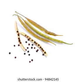 Canola Seed