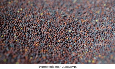 Canola seeds, rapeseed texture. Close-up. Background. Macro image of rapeseed can be used as a background. Harvested rapeseed from the field. Macro texture of seeds colza. - Shutterstock ID 2158538915