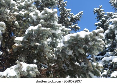 Canopies of Picea pungens with snow and icicles against blue sky in February