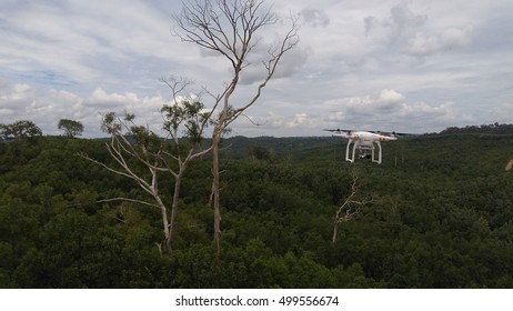 canopy