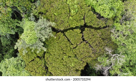 Canopy Of Atlantic Forest In Brazil