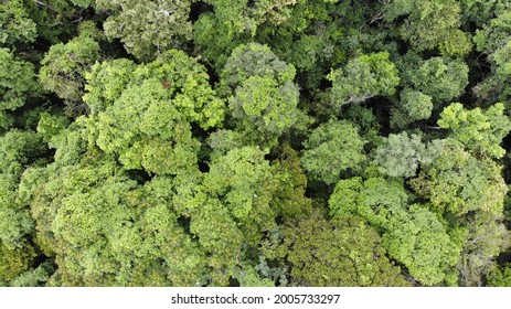 Canopy Of Atlantic Forest In Brazil