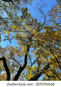 Canopy Of Autumn Trees In The Central Lower Peninsula Of Michigan. 